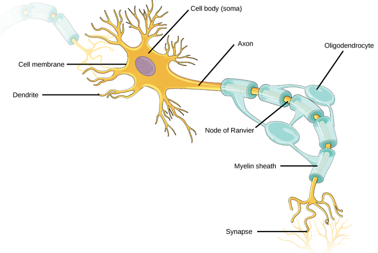 Diagrama de neurônio, apresentando um corpo celular relativamente grande com uma longa cauda ramificada que se estende a partir dele